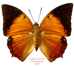 Charaxes bernadus (Malaysia)