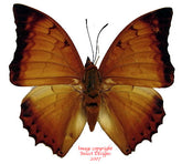 Charaxes distanti distanti (Malaysia)
