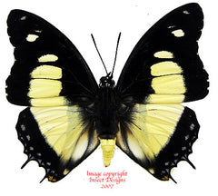 Charaxes nobilis (RCA) A2