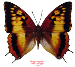Charaxes lasti (Tanzania) - female A-
