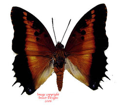 Charaxes pollux (RCA)