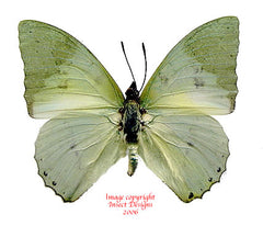 Charaxes subornatus (Cameroon)