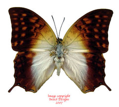 Charaxes varanes (RCA)