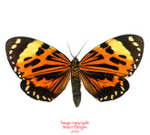 Chetone histrio (Peru) A-