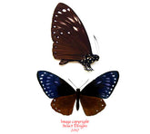 Chilasa paradoxa (Java)