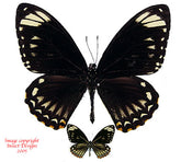 Chilasa clytia palephatus (Philippines)