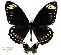 Chilasa clytia palephatus (Philippines)