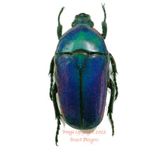 Chlorocana africana (Tanzania) A2