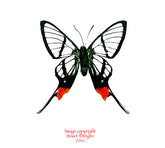 Chorinea faunus (Peru)