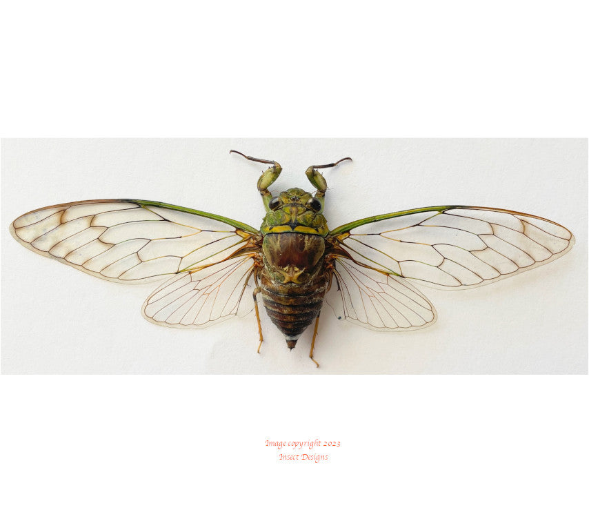Cicada sp.2 (Java) A-