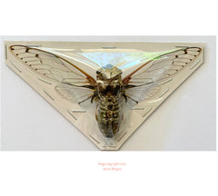 Cicada sp.2 (Malaysia)