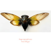 Cicada sp.1 (Java) A2