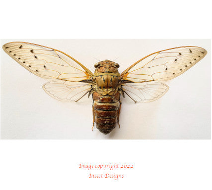 Cicada sp.1 (Malaysia)