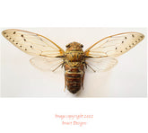 Cicada sp.1 (Malaysia) A-