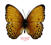Cirrochroa tyche (Philippines)