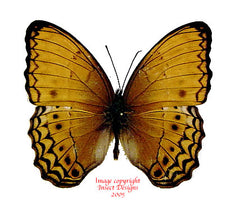 Cirrochroa tyche (Philippines)