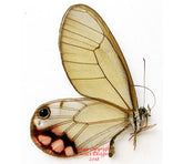 Cithaerias pyropina (Peru)