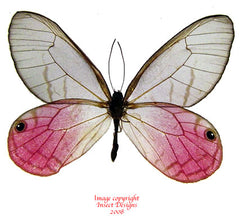 Cithaerias aurorina (Peru)