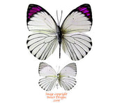 Colotis ione (Tanzania)