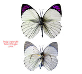 Colotis ione/regina (Tanzania)
