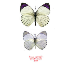 Colotis ione/regina (Tanzania)