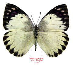 Colotis regina (Tanzania) - female