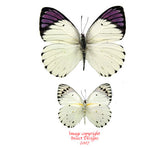 Colotis regina (Tanzania) - male A-/A2