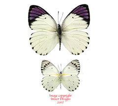 Colotis regina (Tanzania) - male A-/A2