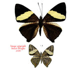 Colubra dirce (Peru)