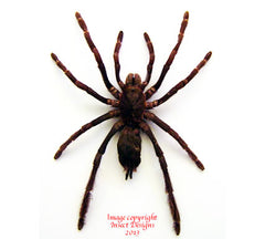 Coremiocnemis sp. (Malaysia)