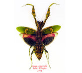 Creobroter gemmatus (Java) A2