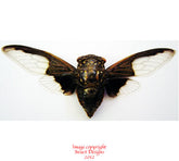 Cryptotympana aquila (Thailand)