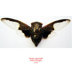 Cryptotympana aquila (Malaysia) A-