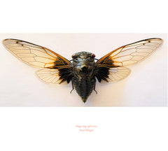 Cryptotympana nitidula (Thailand)