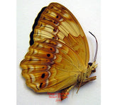 Cupha erymanthes (Philippines) A-