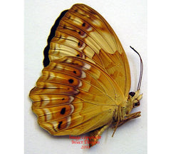 Cupha erymanthes (Philippines) A-