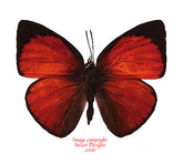 Curetis nesophila (Philippines) A-