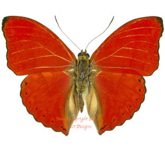 Cymothoe sangaris (Cameroon)