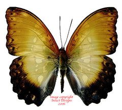 Cymothoe beckeri (RCA)