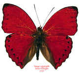 Cymothoe excelsa (Cameroon)