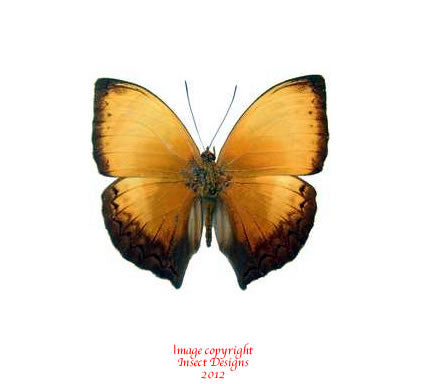Cymothoe lurida (RCA)