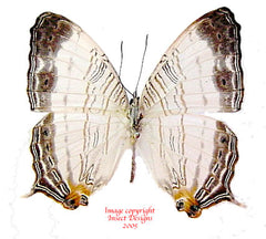 Cyrestis cassander (Philippines) A-