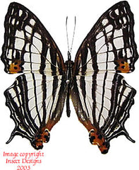 Cyrestis maenalis maenalis (Philippines) A-