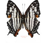 Cyrestis maenalis maenalis (Philippines)