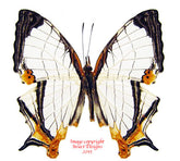 Cyrestis nivea (Malaysia) A2