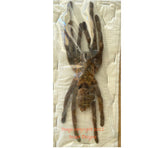 Cyriopagopus schmidti? (North Vietnam)