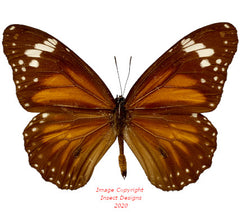 Danaus affinis (Seram)