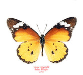 Danaus chrysippus (Madagascar) A2