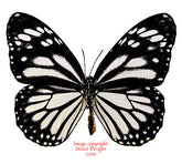 Danaus melanipus edmondii (Philippines) A2