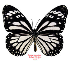 Danaus melanipus edmondii (Philippines) A2